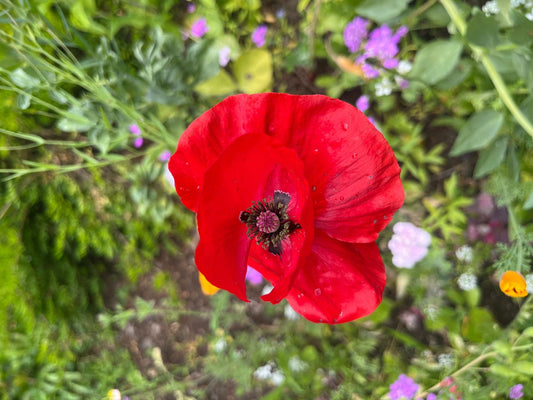 My experience with E-sims for Gaza