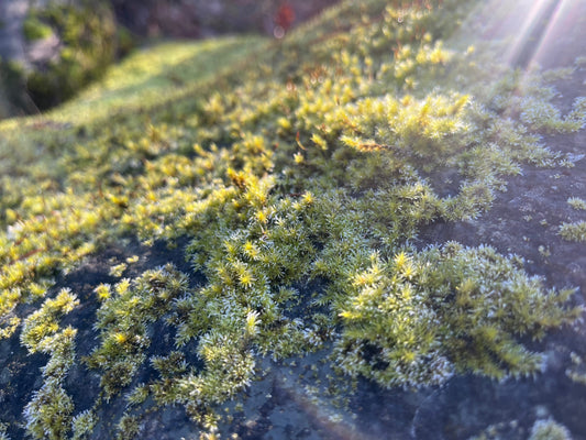 Full moon eclipse [Newsletter]